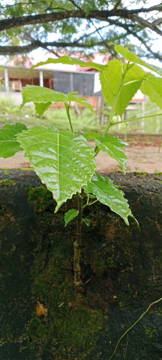 deksanmohammad's tweet photo. Ficus variegata, ± 30 cm https://t.co/81hjgzBTMt