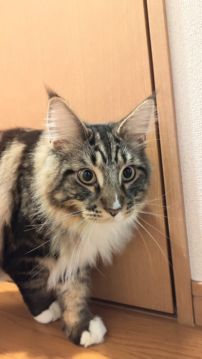 umerinTCR10's tweet photo. 猫ちゃん https://t.co/n7QMJWtMZE