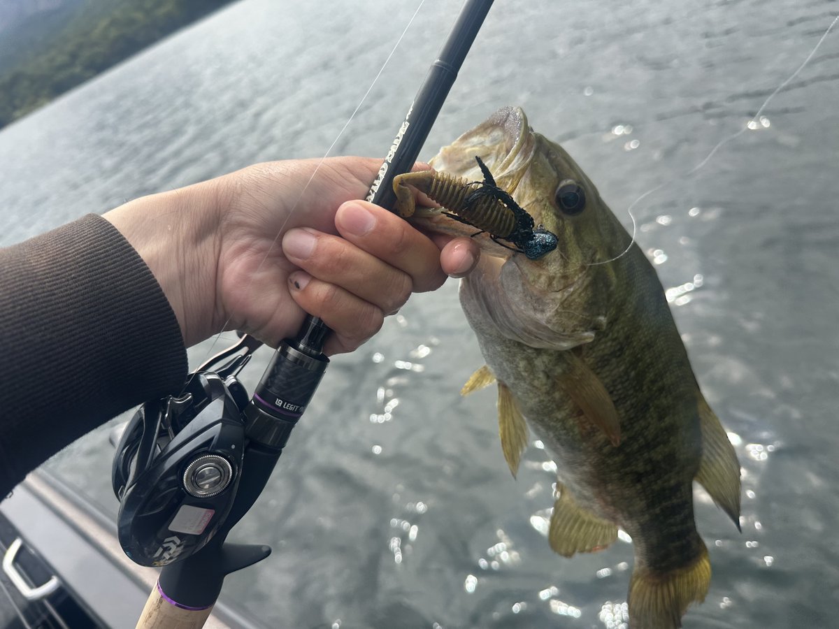 varivas_jp's tweet photo. 『桧原湖で培われた信頼』その中心にあるのが「アブソルートAAA 14lb」

アブソルートAAA
https://t.co/08MSrf1eOf

VARIVASフィールドスタッフの高梨洋平氏から桧原湖における「アブソルートAAA14lb」の汎用性の高さそして信頼についてコメントいただきました。

下記高梨氏のコメントになります。

スモールマウスバスとラージマウスバスが混在し、多様なシチュエーションに恵まれ釣り方も多岐に渡るバスフィッシングフィールド桧原湖。

そんな桧原湖のフィッシングガイドである私は、桧原湖のあらゆる釣り方や楽しみ方を提案したいと考えています。

しかし、ガイドのお客様に過剰にタックルの持ち込みをお願いする事は難しいのが実情です。

そんな私がオススメしているのが「MHパワーのベイトタックルにアブソルートAAA14lb」の組み合わせ。

・中型までのスイムベイト
・スイムジグ
・110mmクラスジャークベイト
・スピナーベイト
・チャターベイト
・フットボールジグ
・フリーリグ
・10g台前半の高比重ノーシンカー
・ラージ狙いのカバー撃ち

…など、この組み合わせで行う事ができる桧原湖の釣りはとても多くあります。

フロロカーボンラインの中でも硬めで耐摩耗性に優れる「アブソルートAAA」は、岩場が多くラインが擦れる機会が多い桧原湖の釣りにおいてマストアイテムです。

また、細くなればなるほどラインの差は出易くなります。
ワームを飲み込まれ易く、ラインが歯に干渉して切れる事が多い2.5〜4ポンドラインを使ったスモールマウスバスのフィネスフィッシングにおいても、硬くて強い「アブソルートAAA」ならラインブレイクを確実に減らしてくれます。

桧原湖を訪れる際は、ぜひ「MHパワーのベイトタックル＋アブソルートAAA 14lb」を1セット準備してみてください。

■アブソルートAAA
https://t.co/08MSrf1eOf

【タックルデータ】
ロッド:LEGITDESIGNワイルドサイドWHPC69MH
リール:DAIWAタトゥーラSVTW7.1
ライン:VARIVASアブソルートAAA14lb
ルアー:あらゆる中重量級ルアー