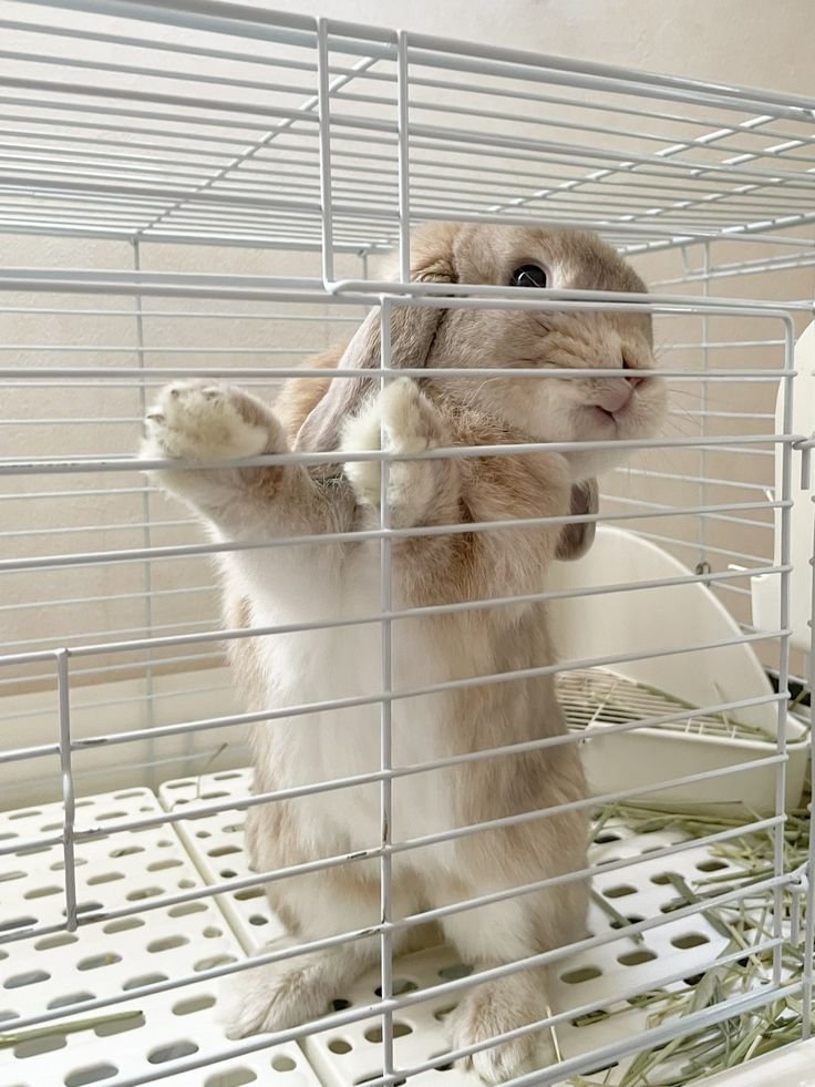 popularrabbit's tweet photo. Please don't ignore me! https://t.co/0C8S9JWblz