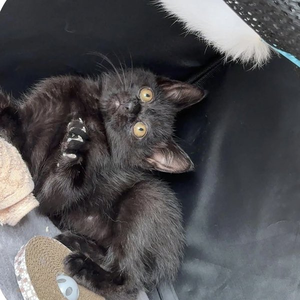 satoya_boshu's tweet photo. 黒猫
推定0歳2ヶ月
♂ 茨城県

黒猫です。
慣れると甘えん坊です！
遊びも大好きです！ https://t.co/dazkZmE0AH