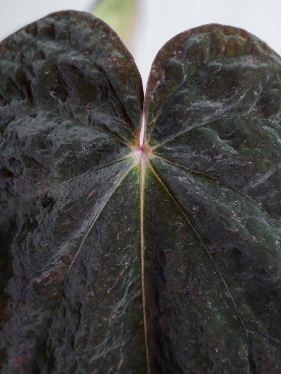 acus_forest's tweet photo. ☄️Anthurium antolakii 'Meteora'☄️ https://t.co/XRhAf6ACbi