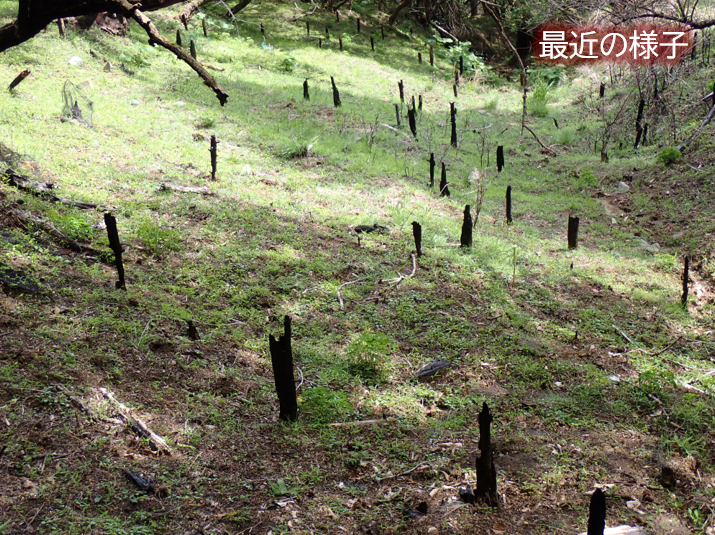 hozenc_kanagawa's tweet photo. 今年1月に秦野市で発生した山火事の現場では草が生育していました。一見すると緑に覆われていますが、本来の自然の姿に戻るには長い時間がかかりそうです。火気の取り扱いには十分なご注意をお願いします。
#自然環境保全センター
https://t.co/PwWSbL00Cb https://t.co/0DiNdhtfdf