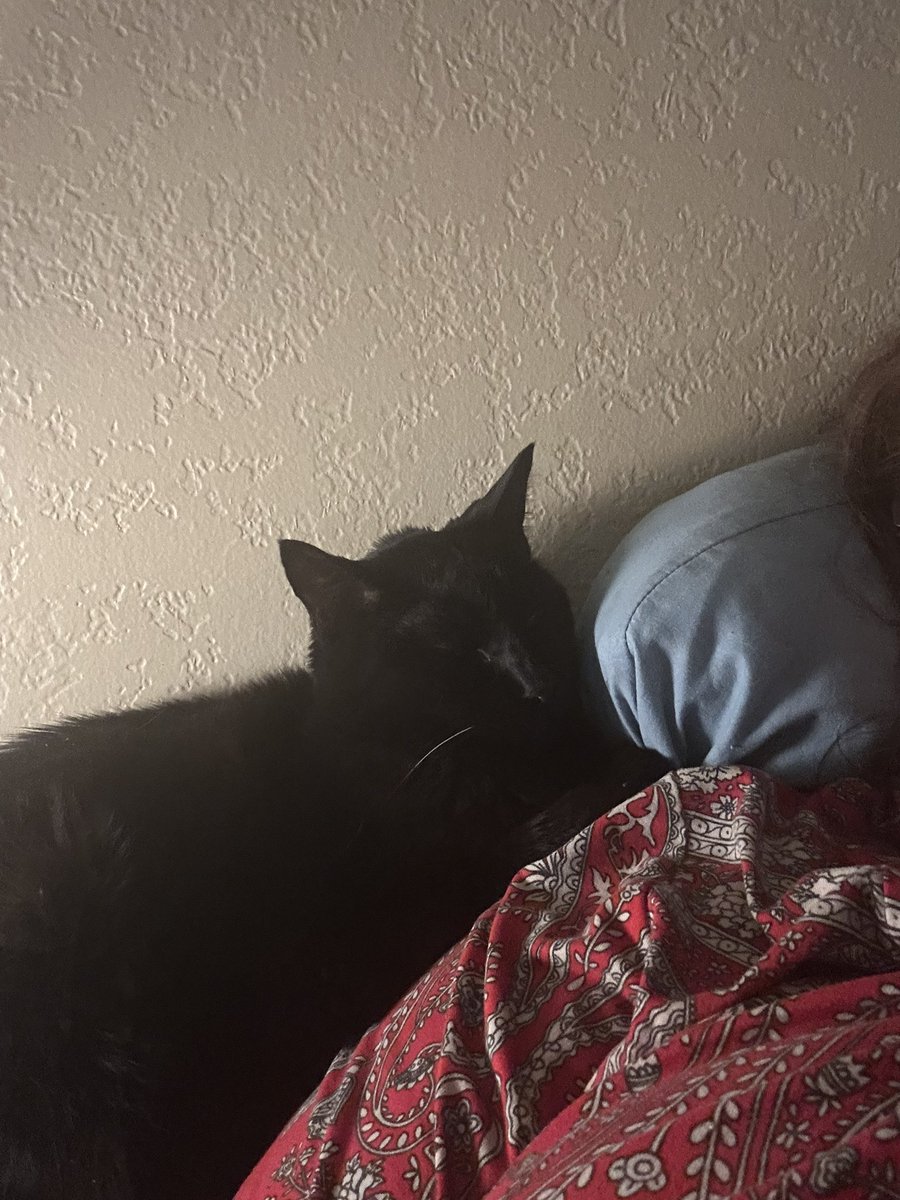 Minniecat16's tweet photo. Comfy https://t.co/WO3qTbgu3I