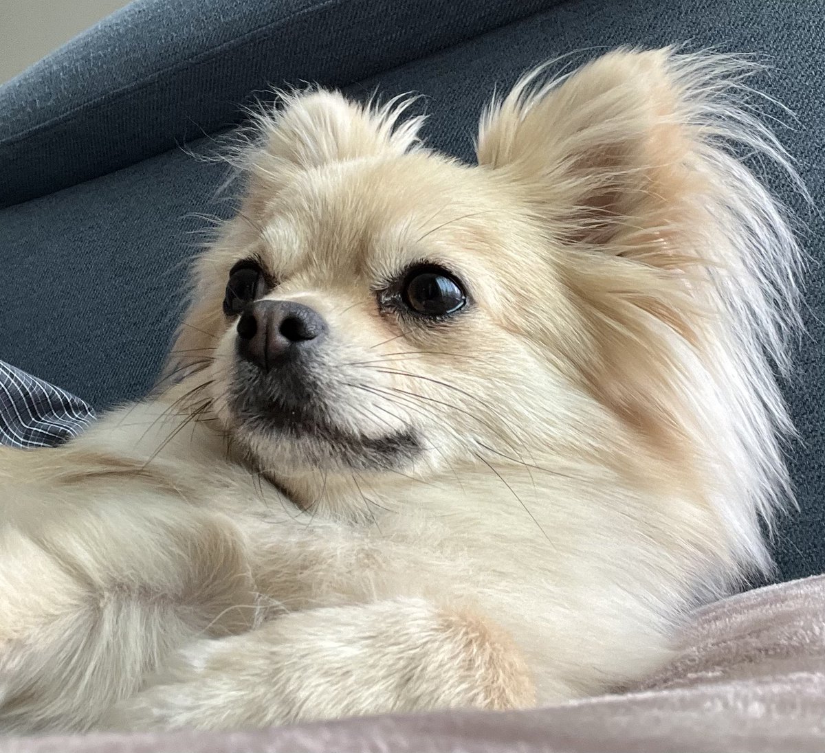 1229Peace's tweet photo. うちに来て１年６ヶ月…と２日🐶
#ﾎﾟﾒﾁﾜ #ﾁﾜﾜ #ﾎﾟﾒﾗﾆｱﾝ
#2日遅れちゃってでごめんね https://t.co/YVzXGB9knQ