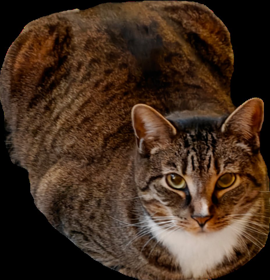 EngiPony's tweet photo. @4everfreebrony Here are my cats https://t.co/bRcm72u6yi