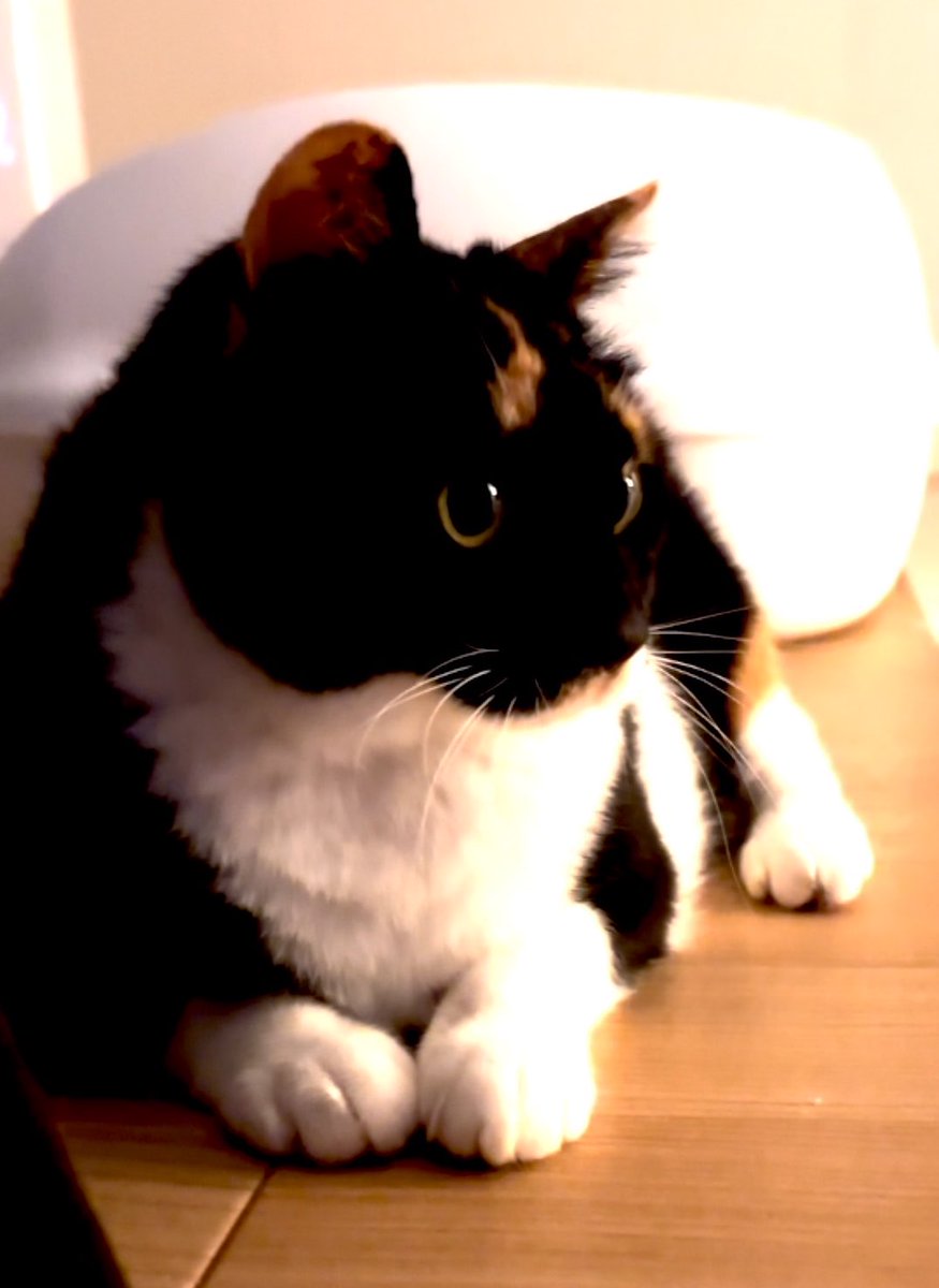 chibi__marin's tweet photo. 可愛いっ😆⚡️⚡️

＃雷猫 https://t.co/Fd6WRVihhj