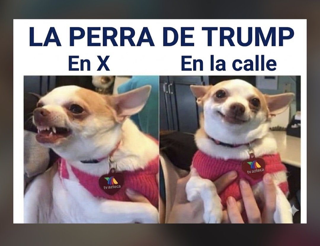 chiquenito_2's tweet photo. #LaPerritaDeTrump cuando anda de belicosa en X 😂😂😂 https://t.co/sgwYu8inSO