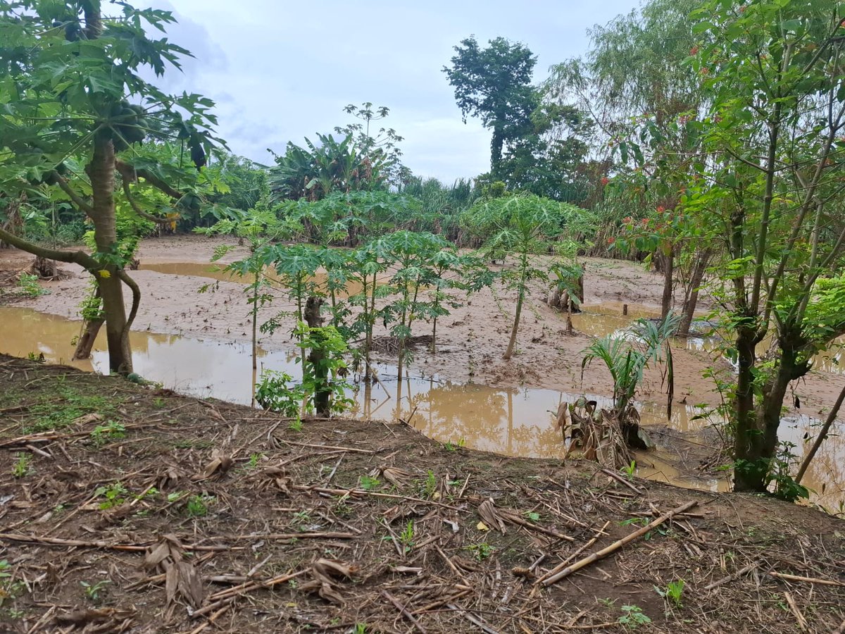 ConredGuatemala's tweet photo. #AltaVerapaz Desbordamiento del río Boca Nueva generó inundación en viviendas ubicadas en caserío Río Frío, Panzós, Alta Verapaz. A través de la #COMRED y miembros del #COCODES realizaron Evaluación de Daños y Análisis de Necesidades (EDAN).
Fotografías: Sistema CONRED. https://t.co/7Grv4jHkMz