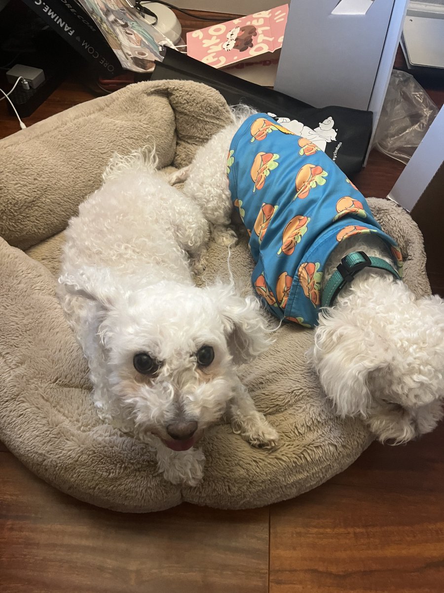 0rcazone's tweet photo. @ dokibird can you make another dog shirt, i want another for my other doggie but i want them to have shirts unique because its already hard to tell them apart so having unique shirts would be nice. my dogs for reference https://t.co/HggkDGnqxl