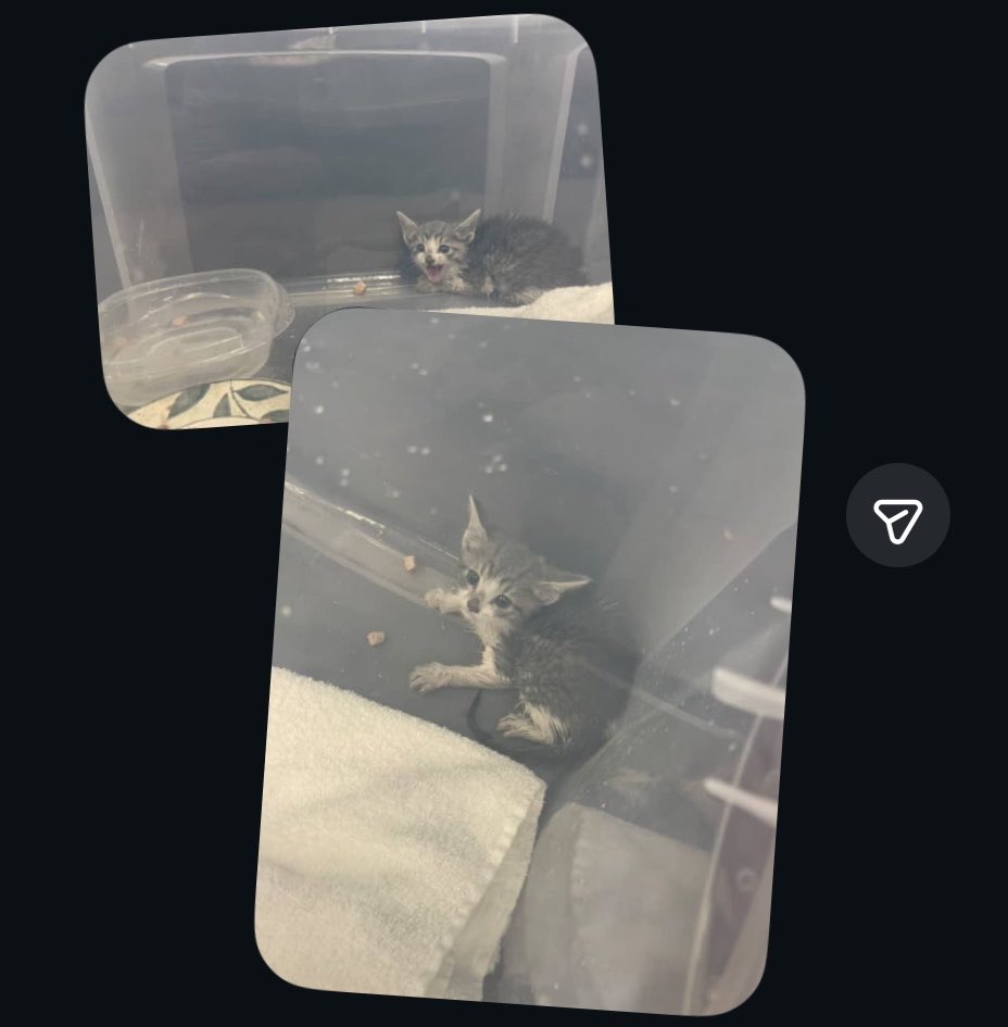 alienbeebee's tweet photo. Literally lmao a year ago he was found inside of a wall and now he’s thriving https://t.co/YHy5JzQ9tn