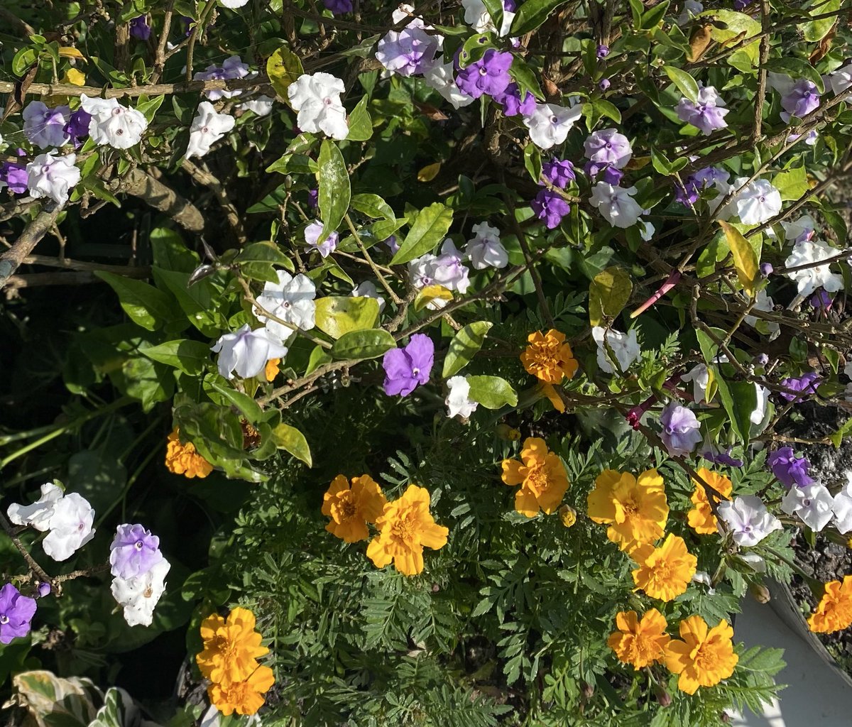 flowrerrs's tweet photo. happy friday🌼🪻 https://t.co/Ha8XoXVSSi