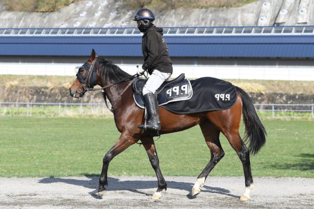 LAURELCLUB_INC's tweet photo. 🏇今週の出走馬情報🏇

6月13日(土)
阪神12R(発走16:05)  3歳以上1勝クラス
フィオラーノ　角田 大和

6月14日(日)
函館5R(12:05)  2歳新馬🔰
タイフーンナイン　▲小林 美駒

今週は土日で2頭が出走します‼️
タイフーンナインはデビュー戦です🔥
応援よろしくお願いいたします🙇‍♂️🙇‍♀️🙇

#新馬 #一口馬主 #一口 #馬主 #ローレル #ローレルクラブ #フィオラーノ #タイフーンナイン #ハリケーンフラッグ24 #グランデファーム @999co_horse @LAURELCLUB_INC