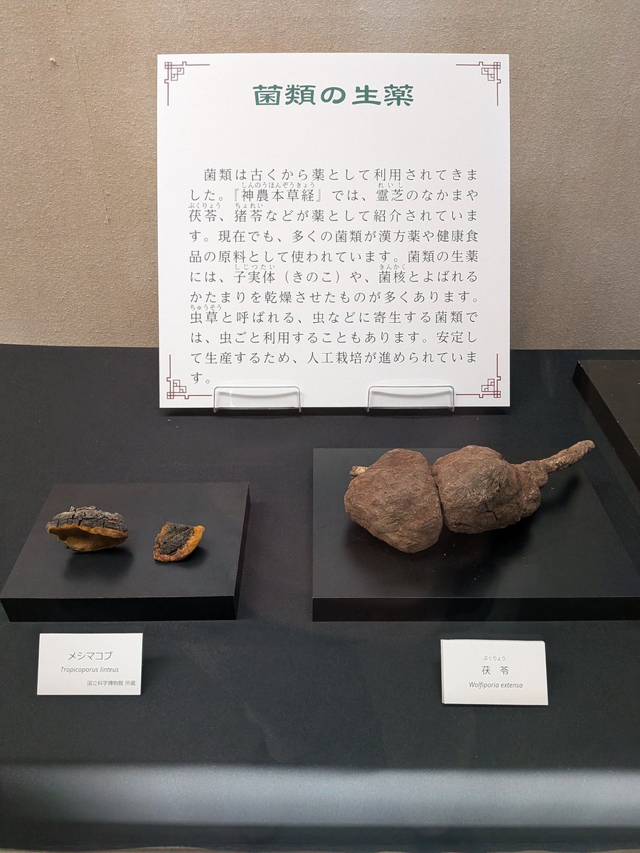 cheongmokeun's tweet photo. 千葉県立中央博物館の #生薬展 、生薬好きには堪らない展示だった。特に、動物系・菌系の生薬は、名前は知ってても見たことないものばかりだったので、興奮。自然史・歴史両方ある、博物館の王道を行く、中央博ならではの好企画だった。こういう企画、今後も期待です。 https://t.co/0fvjBZDQBL