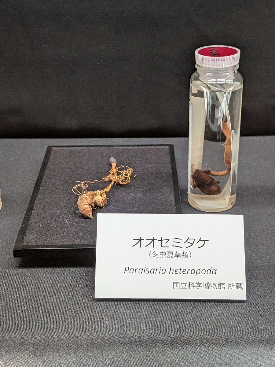 cheongmokeun's tweet photo. 千葉県立中央博物館の #生薬展 、生薬好きには堪らない展示だった。特に、動物系・菌系の生薬は、名前は知ってても見たことないものばかりだったので、興奮。自然史・歴史両方ある、博物館の王道を行く、中央博ならではの好企画だった。こういう企画、今後も期待です。 https://t.co/0fvjBZDQBL