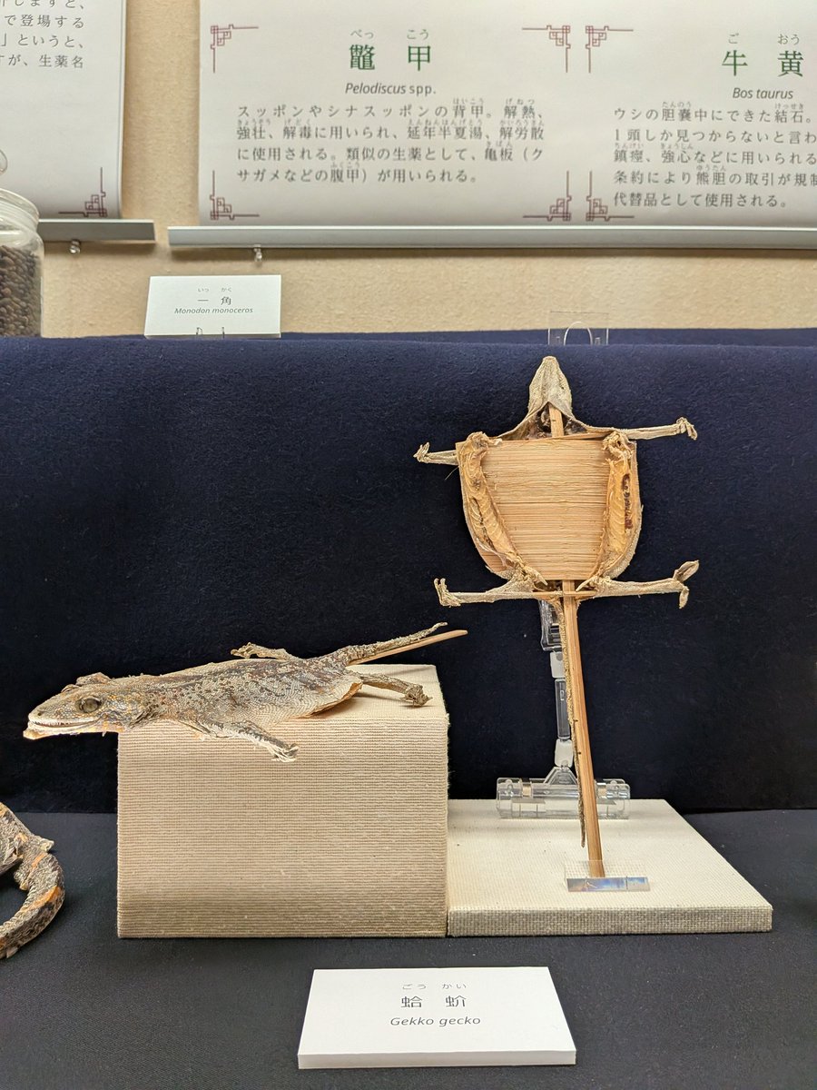 cheongmokeun's tweet photo. 千葉県立中央博物館の #生薬展 、生薬好きには堪らない展示だった。特に、動物系・菌系の生薬は、名前は知ってても見たことないものばかりだったので、興奮。自然史・歴史両方ある、博物館の王道を行く、中央博ならではの好企画だった。こういう企画、今後も期待です。 https://t.co/0fvjBZDQBL
