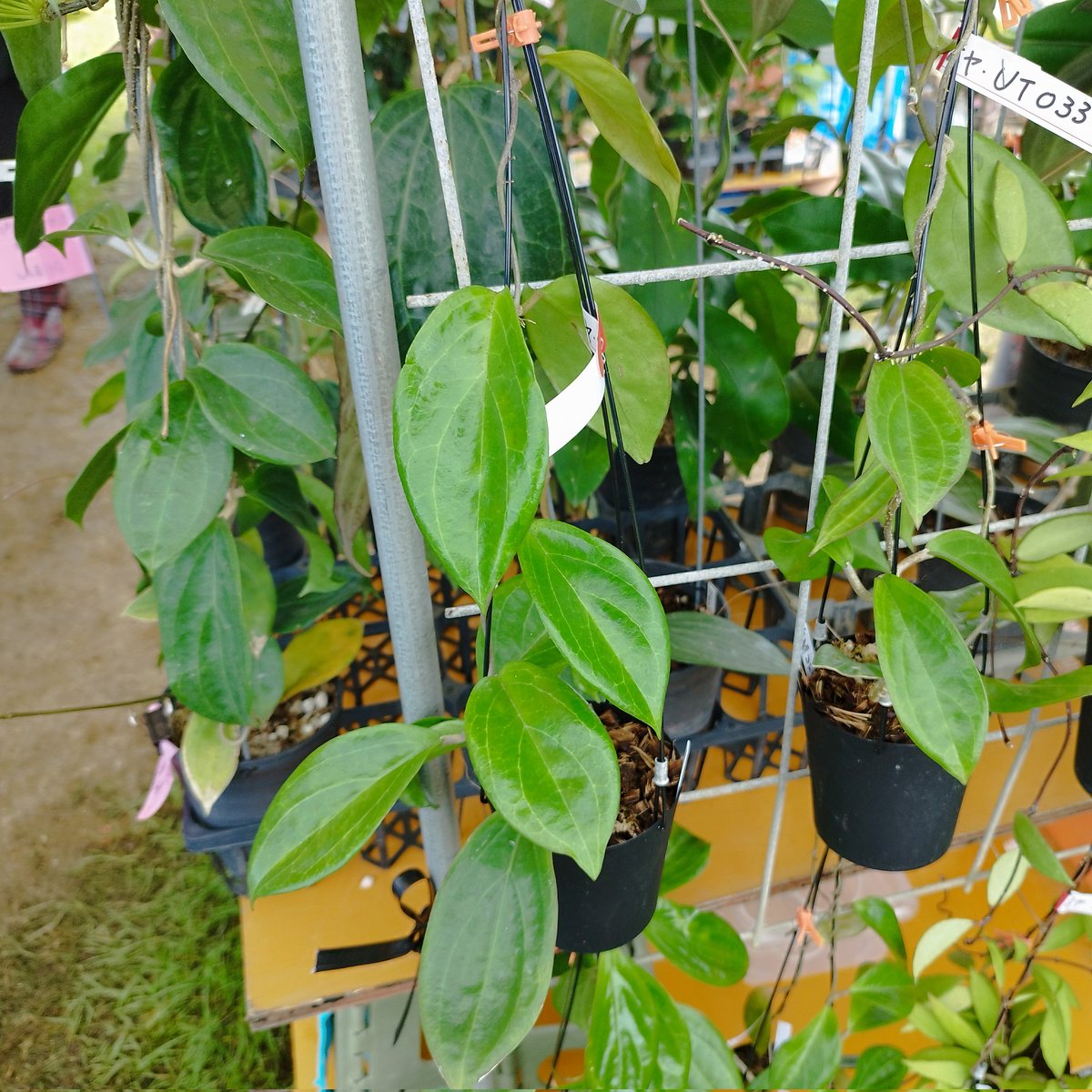 anrigarden's tweet photo. おはようございます♪
今朝の #植木市 会場の天気は曇り。
#沖縄市大植木市 8日目開幕しています！
会場に展示している #ホヤspUT033 ( #HoyaspUT033 )開花！
鮮やかなレモングリーンのお花が可愛い。
吊り鉢で販売中です♪
#イベント #沖縄市農民研修センター https://t.co/RnxTIoOVUf