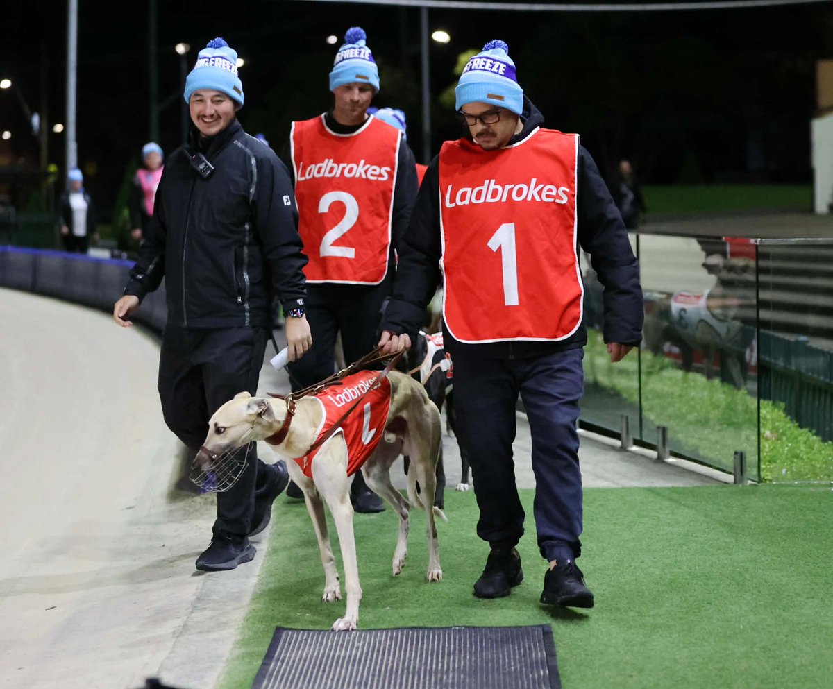 wentyparkgreys's tweet photo. Sammy Ethan Appreciation Post! 🙌🏻

The 29kg masters marvel recorded Wentworth Park win number 26 last night! ✨ 

At almost 4.5 years of age, he was part of a winning treble for Mark Gatt and his team last night. Well done! 

📸: Redden Photo Video Race Images https://t.co/EuqzB5tEwy