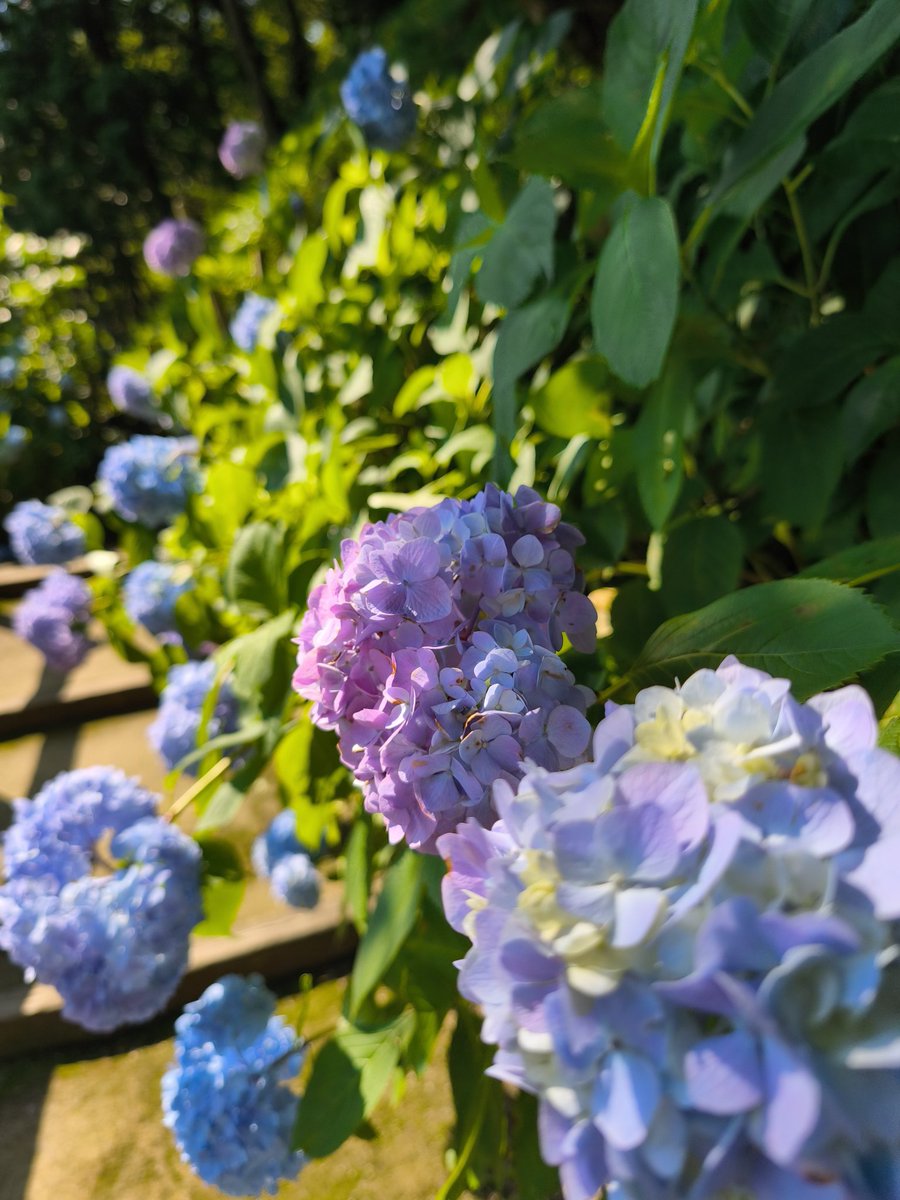 lucifel99's tweet photo. 布引ハーブ園に行ってきました https://t.co/LdGvqfbL3d