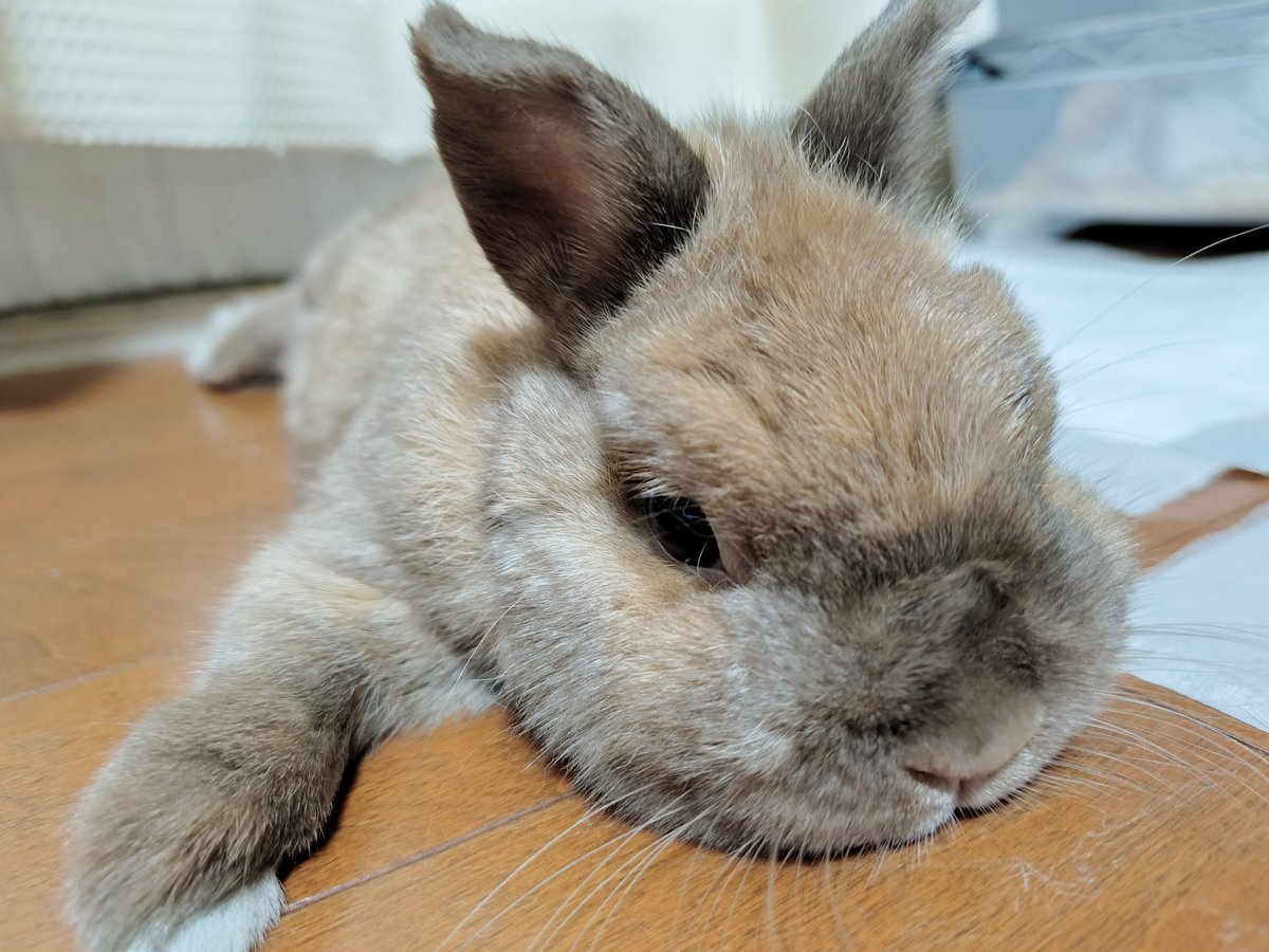 dic_road's tweet photo. さっきオススメで海外垢のめっちゃかわいい茶色いうさぎさん達の写真流れてきたのに見る前にどっか吹っ飛んでいってめっちゃ悲しい……代わりに家のかわいい茶色のうさぎ貼る https://t.co/Whl4DkNOiS
