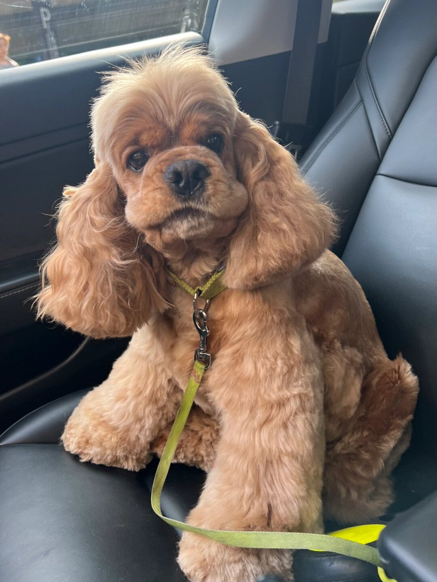 lemismoses's tweet photo. My fluffy pup Max just hit his 6-month mark! From a tiny squirming bundle to this mischievous ball of energy—every wobbly step, tiny bark, and messy treat has been the sweetest part of growing up with him  #PetGrowthJourney https://t.co/vHGdhwVM9V