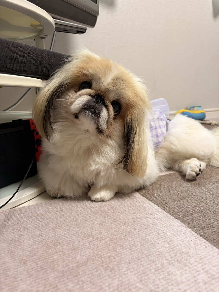 だいふくtoニコ (@pekidaifuku0718) / Posts / X