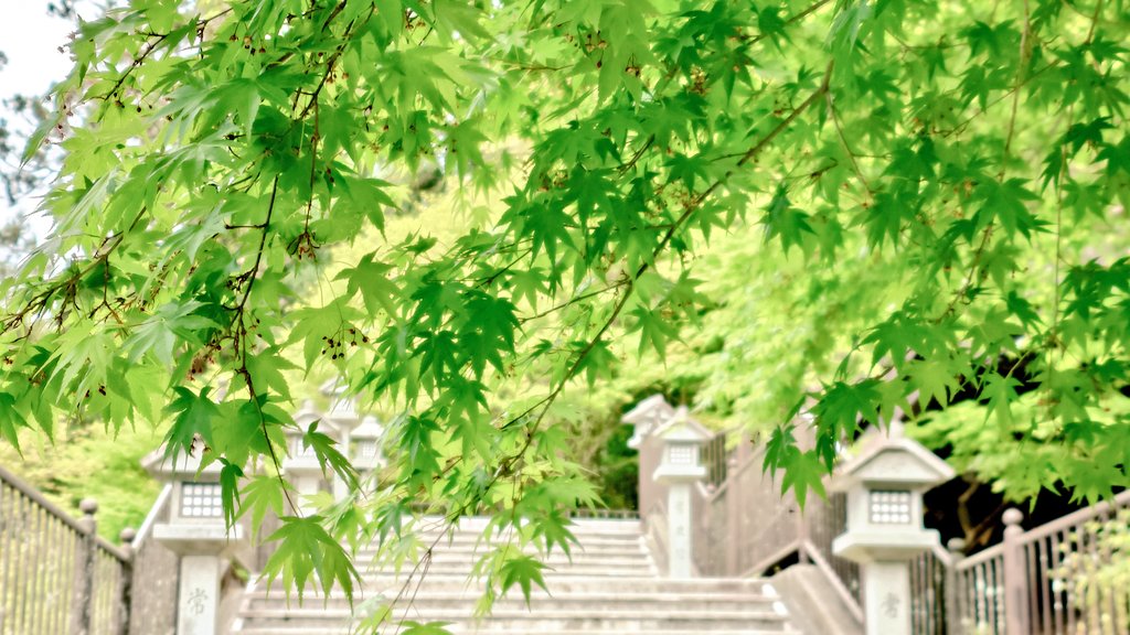 asagimoegi's tweet photo. #令和8年4月20日
秋葉山本宮秋葉神社 上社 (静岡県浜松市天竜区春野町領家841)

掛川駅で車をレンタルして、天竜川をさかのぼり、秋葉山へ。
天竜スーパー林道は道幅も広く、直近で恐い思いをした山道に比べれば超快適♪

青葉が美しい参道。天氣は優れないものの、氣持ちは最上に✨

#御朱印 https://t.co/EqDlXzlXax