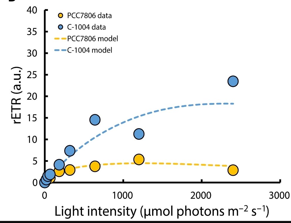 PhytoFreshLab's tweet photo. One result immediately caught our attention - #Survival was not linked to preserving #PSII

Under #heat stress, the #strain that collapsed, maintained PSII activity.
In contrast, the strain that survived, strongly reduced PSII #electron #transport.
#ScienceAdvancesResearch https://t.co/GKsrmiyBkq