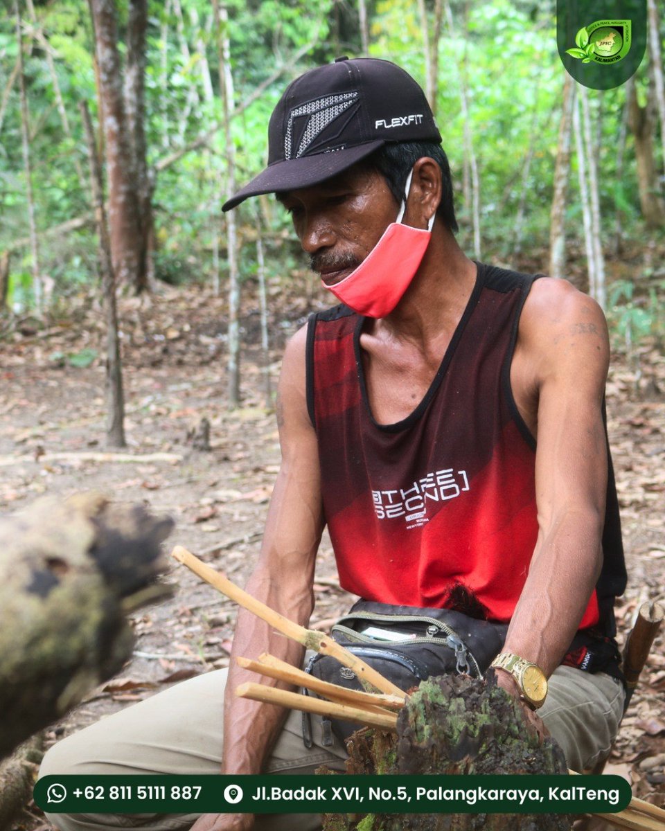 jpic_kalimantan's tweet photo. Ketika masyarakat lokal tetap kuat menjaga hutannya, harapan keberlanjutan alam juga tetap menyala bagi generasi berikutnya.

#jpickalimantan #dayakvoices #dayakbercerita #kalimantantengah #indonesia #dayak #dayakkalteng #lingkunganhidup https://t.co/Mmd76Xb31E