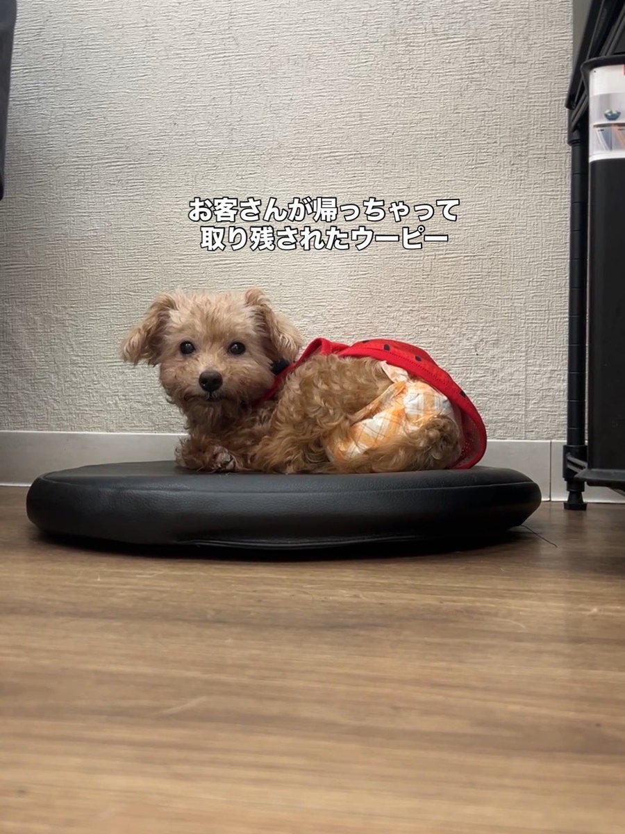 Hogooooo69's tweet photo. 🐶ウーピー
#トイプードル / 女の子 / 2020.3.12生まれ / 6才 

控えめでかわいいウーピー🥹💕
朝と夜はとっても元気なウーピーですが
営業中はいつもお客さんのうしろにひっそり隠れています🐶
人の後ろが落ち着くみたい🥰

オモチャとかは好きそうな気がします！
いつもつぶらなお目目でかわいい🥰 https://t.co/uNfwZCgV0s
