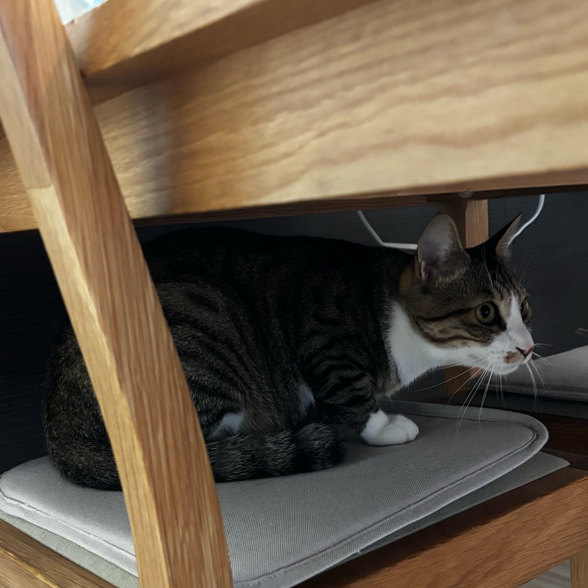 coohi's tweet photo. これは猫生で初の雷雨にビビり倒していたﾈｺﾁｬﾝ https://t.co/CWAso7ckEz