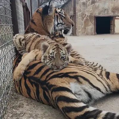SillyTigerCat's tweet photo. Let's relax on mama https://t.co/ebA3dBFdjb