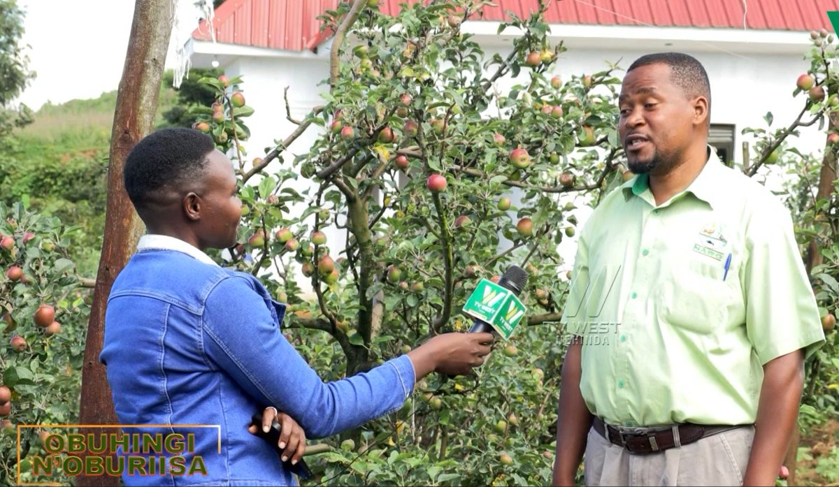tvwestUG's tweet photo. #ObuhingiNoburiisa || Privance Akampurira   

Abahingi ba Apple kuruga omu kyanga ekya Kigezi nibashoborora aha kuhinga Apple.  

Kuratira prog yoona aha: https://t.co/ECg4yHvB0c

#Nehinda https://t.co/FCsqoIoVOL