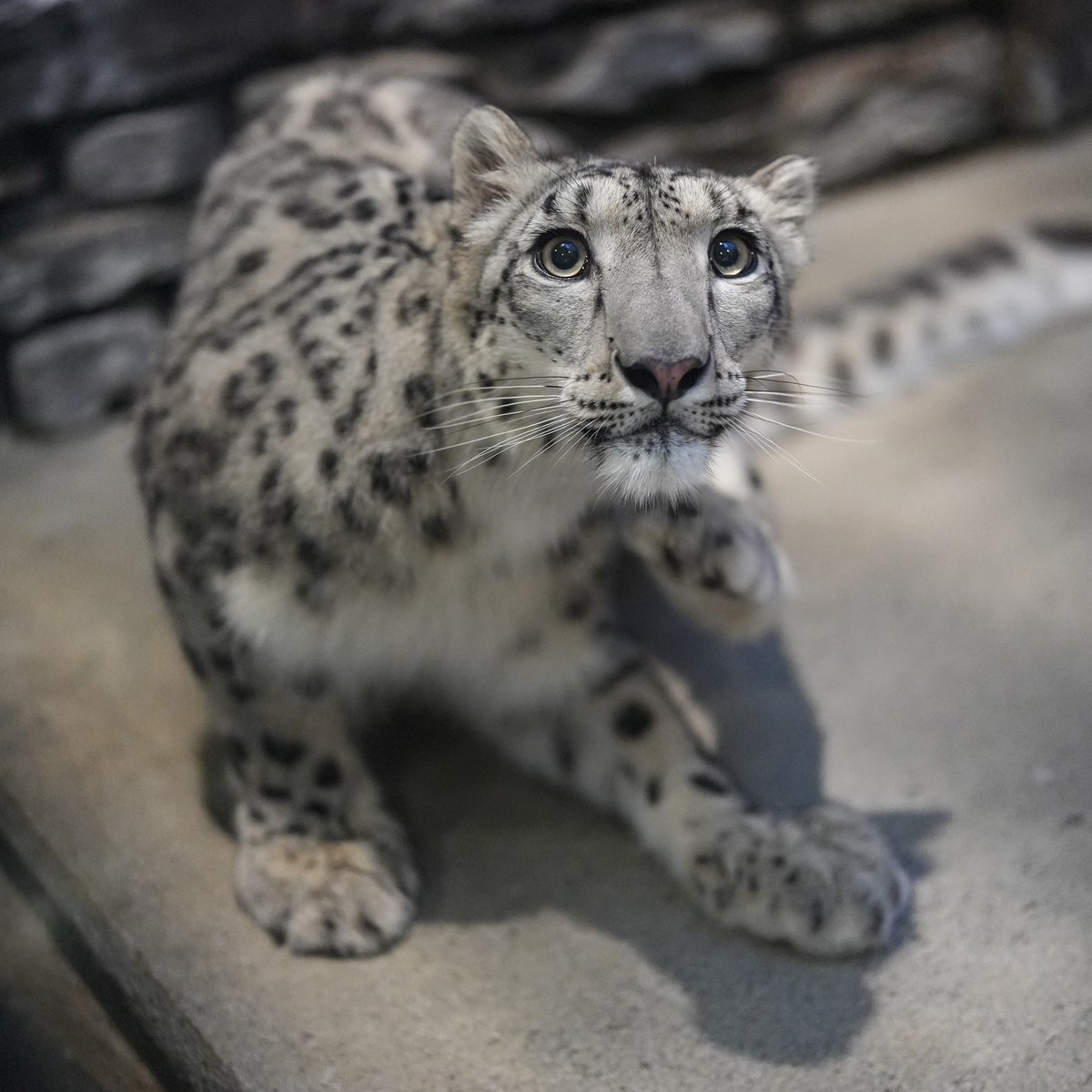 black03_white03's tweet photo. かいかーいッ！
⁡
#いしかわ動物園 #ユキヒョウ  #ヒメル
📷260612 https://t.co/zMA7kh8g5p