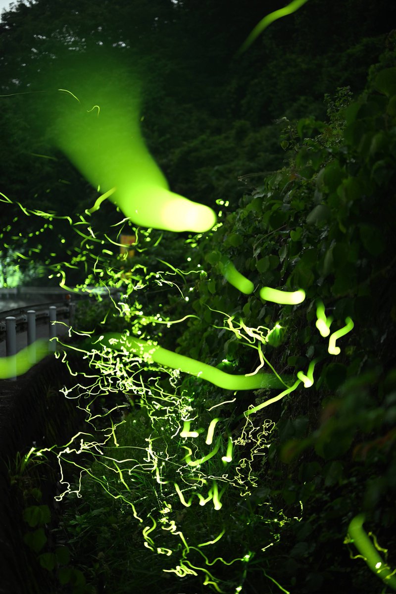 125kenn's tweet photo. 蛍火の舞う。

21時まで本降り、その後も小雨が降ったり止んだりを繰り返してましたがゲンジボタルの方はなんとか見れました。
3枚目は実際はこんな暗さでしたということで。途中鹿出てきてこちらも心臓飛び出るところだった。。
#ファインダー越しの私の世界
#キリトリセカイ https://t.co/hB6eOl1TYO