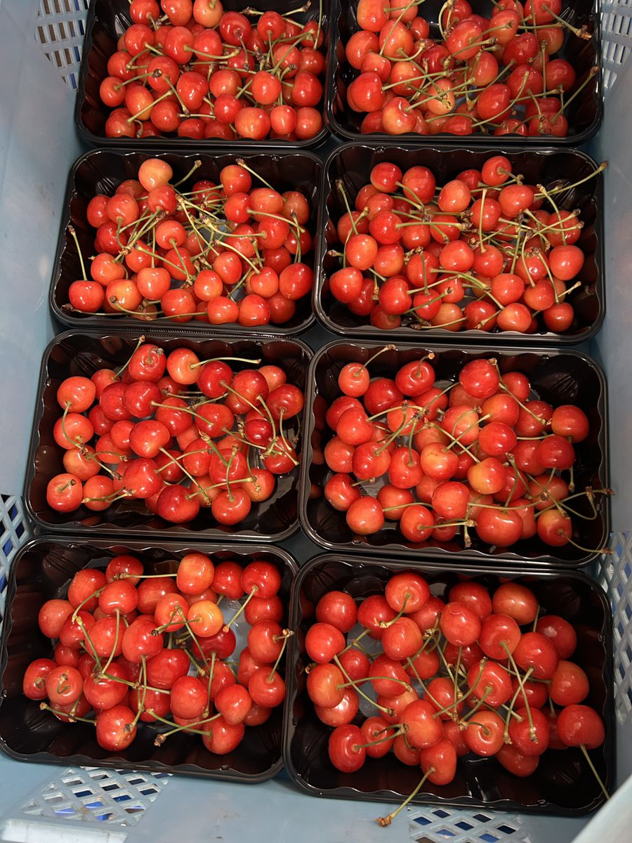 YukieMarusei's tweet photo. 🍒採れたてさくらんぼを無料でお届け🍒

さくらんぼの王道「佐藤錦」１キロ(M~2L　バラ詰め)を抽選で3名様にプレゼント🎁

今回から少しだけ応募方法が変わります。

【応募方法】
①このポストを「いいね」「リポスト」
②固定ポストから公式LINE登録
③LINEで「応募」と自分の「@ユーザー名」を送信

✨引用リポストで当選優遇の場合あり

応募締切：6月15日

当選連絡は公式LINEからお送りします！

今年最初のまるせい果樹園フルーツをご堪能ください！

ご応募お待ちしております！