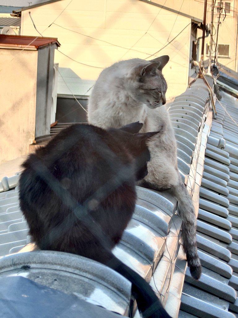 mar3ok's tweet photo. 今日も一日お疲れ様でした🌇

良いお天気だったね☀️

      😺ご飯まだかにゃ〜🍚🐈‍⬛🐈♫

関東地方では大雨や雹🌨️☔が
降ったそうですね😱

    今日もありがとうございました🍀

                                           2026.6.12 https://t.co/FBHHJGG63O