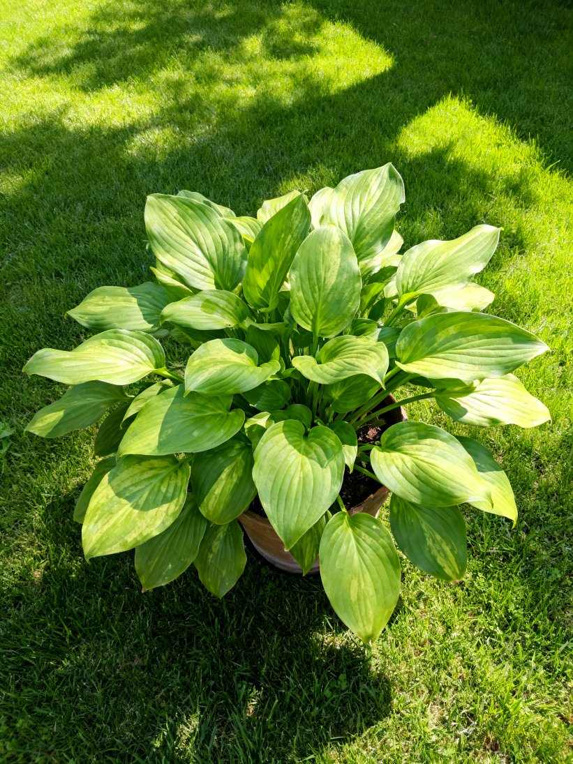 MehmetA27255433's tweet photo. [Quick plant care tip: Water pothos when the top 2 inches of soil feel dry, and place it in bright indirect light—your leafy buddy will thrive!]， https://t.co/isQGTNZFTT