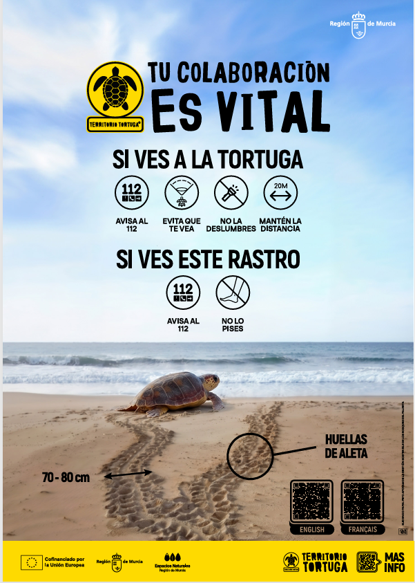 EspNaturalesMur's tweet photo. #TerritorioTortuga acerca a las aulas del litoral murciano el ciclo de vida de la #TortugaBoba, su nidificación y las claves para protegerla en nuestras playas 🌊

Cada estudiante puede convertirse en un aliado para su conservación 🐢

#CarettaCaretta #EspNaturalesMur https://t.co/U9CFM8tPWe