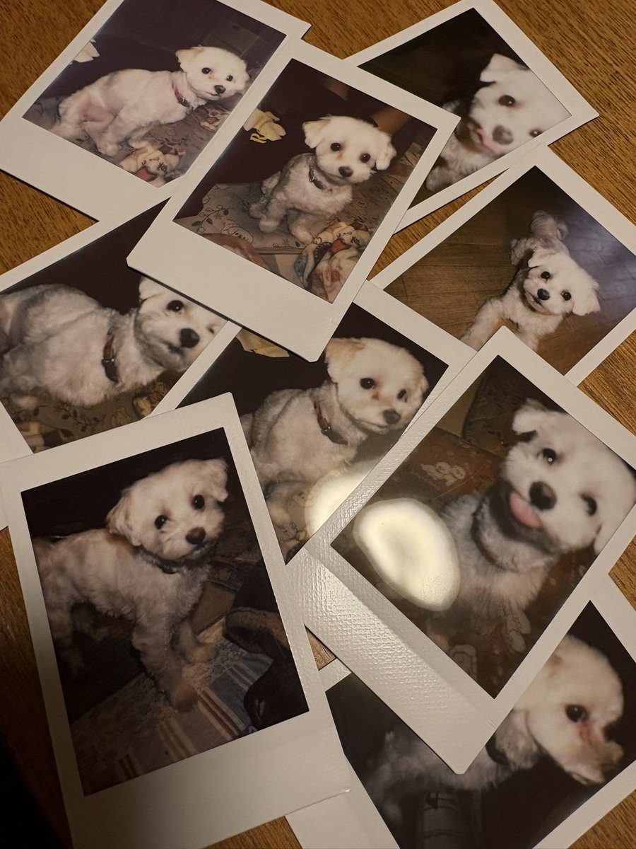 sa7pi_cn's tweet photo. 犬のランチェキ https://t.co/C6RF3kV8Ba