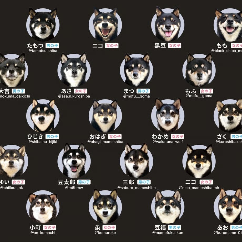 mu13maru's tweet photo. 柴犬の写真だけで構成された神経衰弱カードゲームです。
少しずつ違う柴犬たちを見極めましょう。
観察力と記憶力、そしてなにより「柴犬愛」が試されます！

【8月初旬発送分】基本にして究極【柴yあわせ-くろ-】 https://t.co/vXQYviUMUQ @wanynyan_awase #storesjp https://t.co/GJ430j5cmo