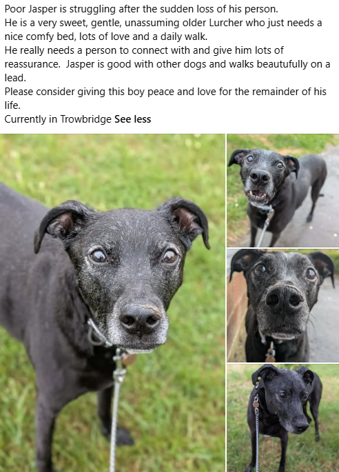 NABurkinshaw's tweet photo. I should get a rescue dog shouldn't I? https://t.co/MdjJv2nQZz