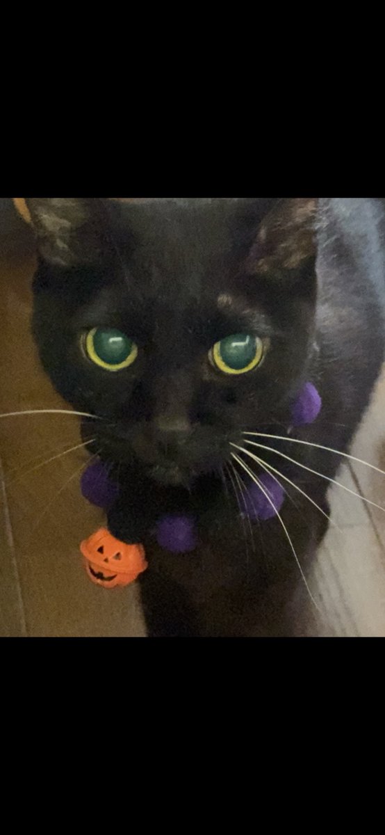 atelierrinrin's tweet photo. 次男の黒猫のサガワ君が昨晩、はるか高みに続く階段を上がって行きました。享年16歳。一部のSNSに露出して皆さんに可愛がっていただけた事とても幸せだったと思います。ありがとうございました。これから荼毘に付します。 https://t.co/6MZBehjWV0