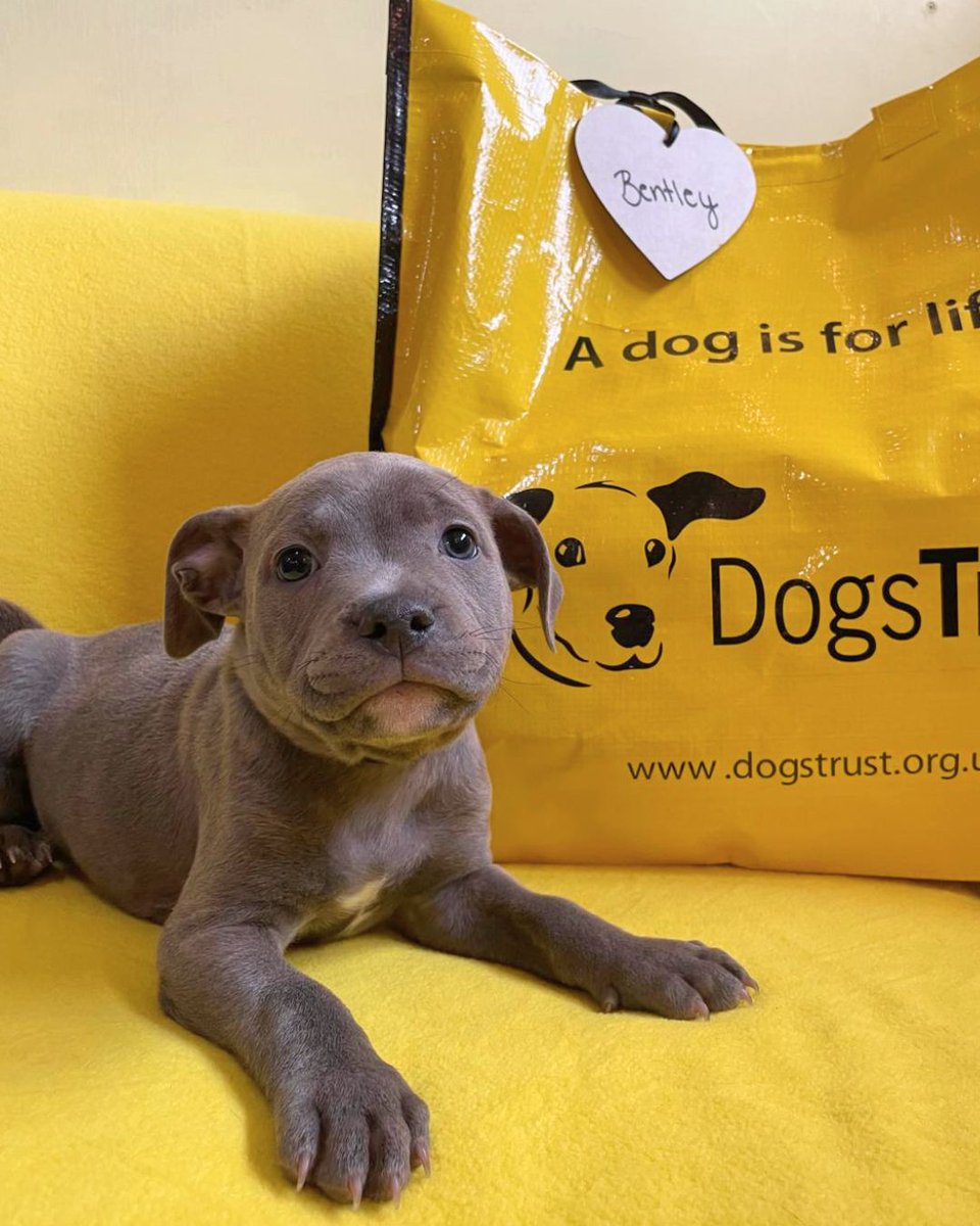 DogsTrust's tweet photo. In this thread are the happiest five photos we could find, to bring you some joy today! Siblings Bentley, Shelby, Suki, Clio and Mokka all packed their yellow bags and began their new lives recently 💛 Wish them luck! https://t.co/HAFwgAyB0k