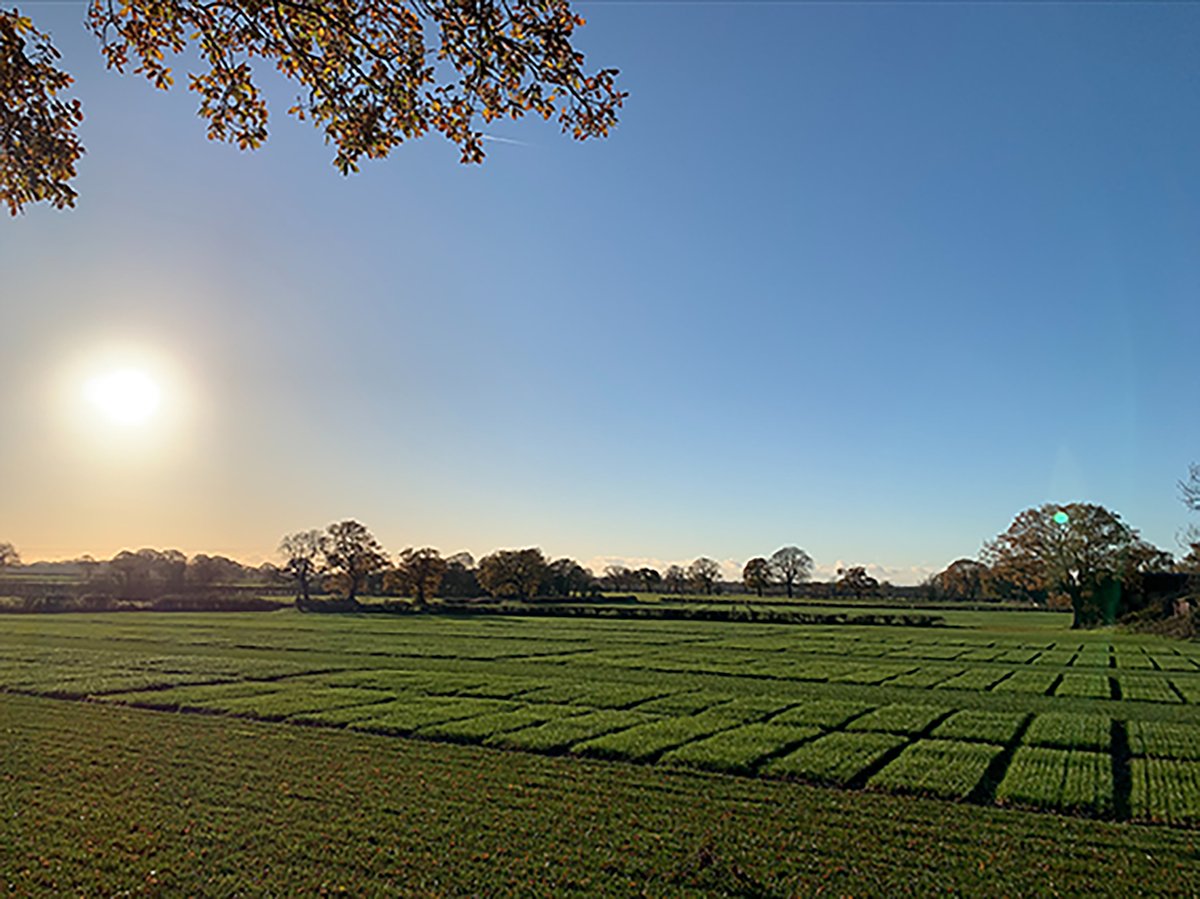 ABC_Comms's tweet photo. Two new forage grass varieties, Bartui and Ardress, will be available on a commercial basis in 2027 from @BarenbrugUK. Read more... https://t.co/W3I0VILXH7 https://t.co/A0yGaRfTRA