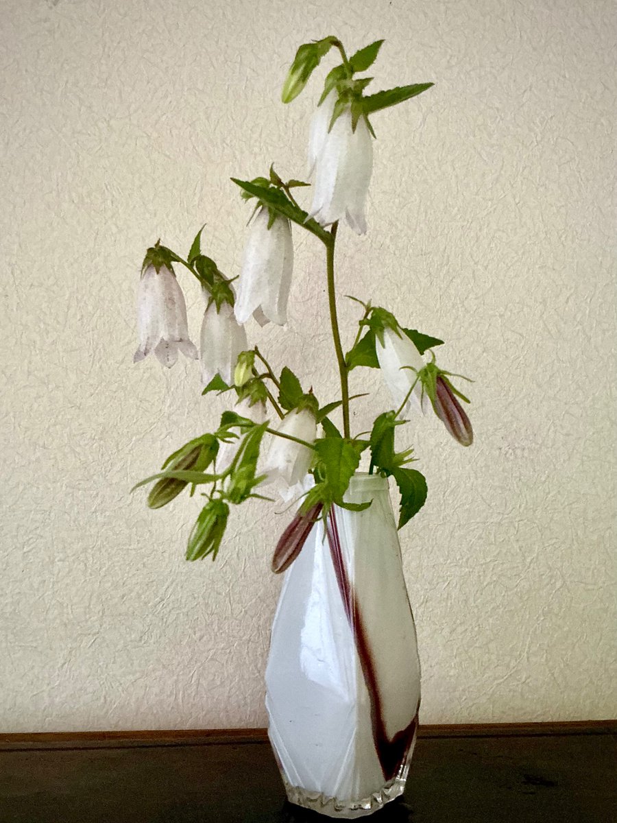 TY72749's tweet photo. ファーマーズの花コーナーに、このあたりでは珍しい白花の『蛍袋/ホタルブクロ』と街道脇にも土手でも山裾でもよく見かける赤紫色の花が何本かまとめて束ねてあったものを購入。萎んだ花は落とし、いろいろな花器にそれぞれ生けてみたうちの一つです。ガラスの花瓶は昭和(戦前？)の被せ(きせ)ガラス。 https://t.co/Vhj6iSoEzu