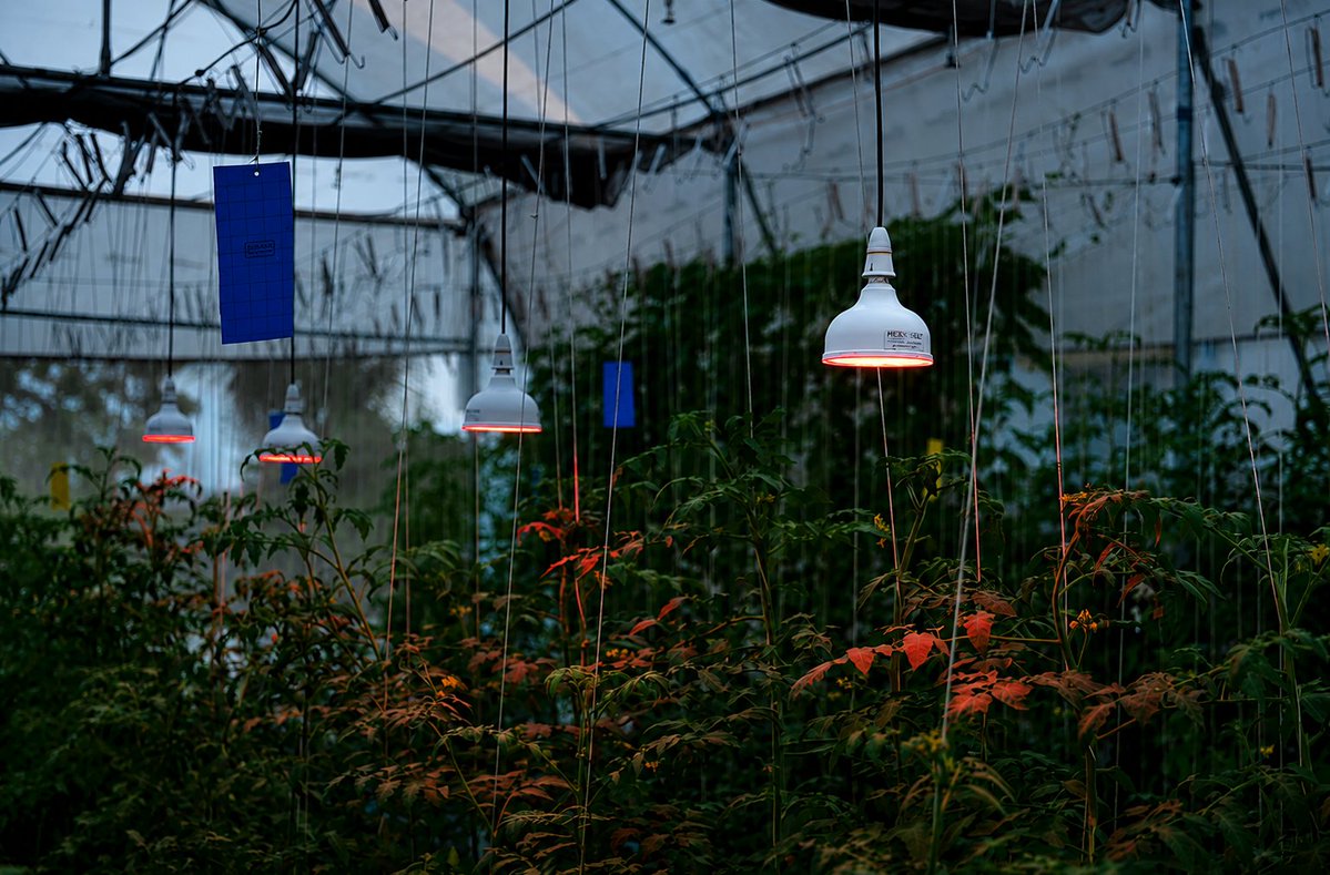 NexselT's tweet photo. The best greenhouse lighting isn't just more light—it's the right spectrum.
🔵 Blue for vegetative growth,
🔴 Red for flowering,
⚪ Full-spectrum LEDs for year-round consistency.
#GreenhouseLighting #LEDGrowLights https://t.co/HOE1utLn0l