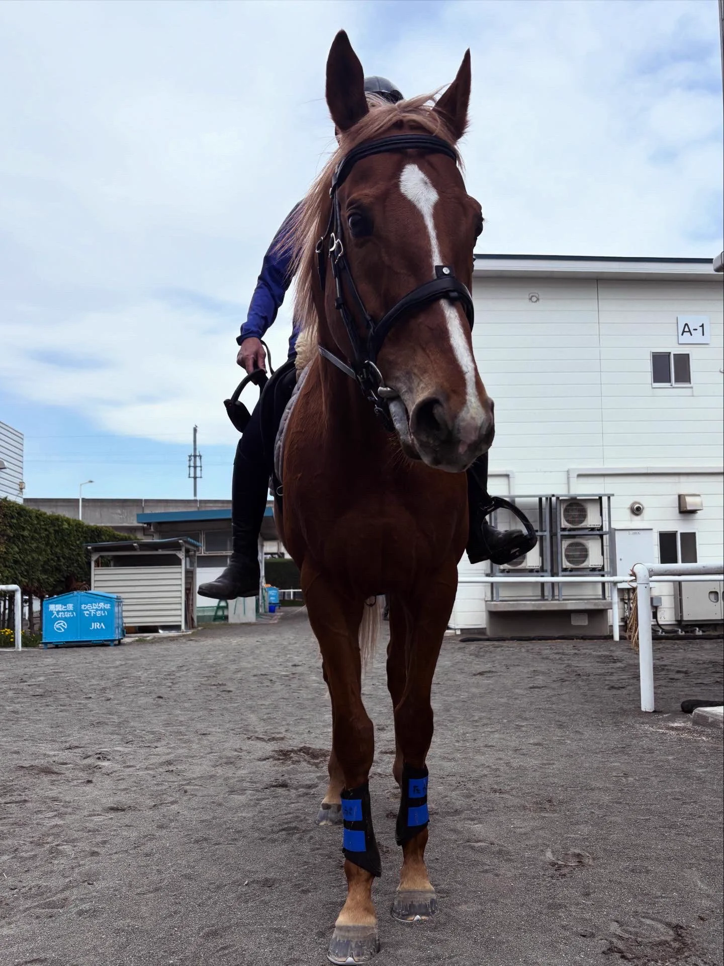 JRA札幌競馬場【公式】 (@JRASapporoRC) / X