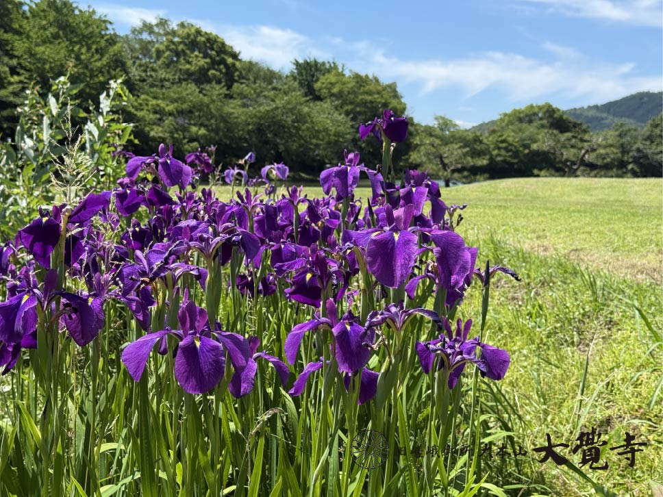 kyoto_daikakuji's tweet photo. カイツブリのファミリーは、今日も池の真ん中でかわいい唄声を披露しています。声が聞こえたら注意して池を探してみてください。きっとかわいい姿に癒されますよ！
大覚寺ではハナショウブやガクアジサイも見頃を迎えています。
#カイツブリ
#littlegrebe
#嵐山
#ハナショウブ
#ガクアジサイ https://t.co/IQyRrcoXat