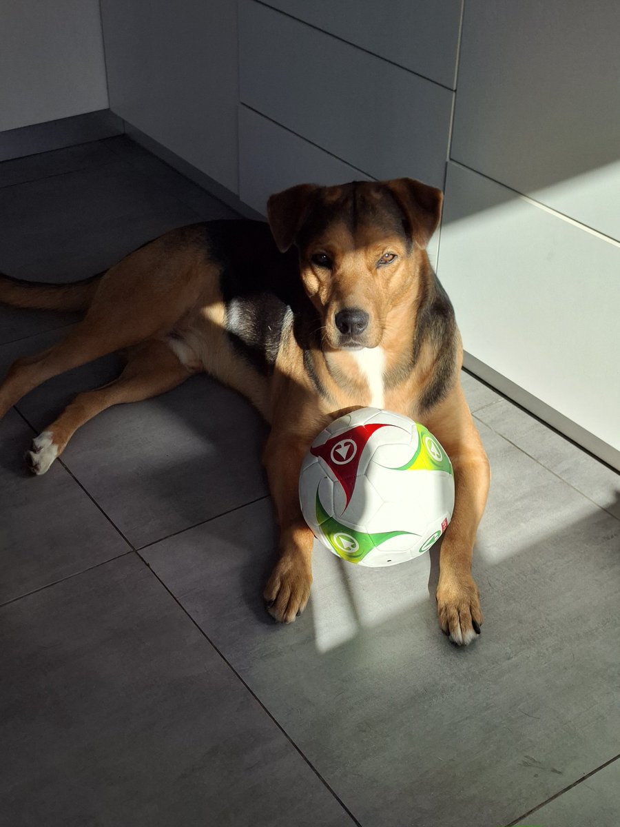 PJ_Smith1's tweet photo. My boy is ready! 💪🏽 Put him in the next game! 😭 

#Bafana #Fifa #WorldCup https://t.co/11nUvEkNUn